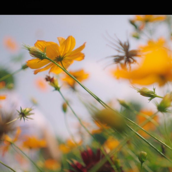 Meet your Posher, Alex - Picture 1 of 1